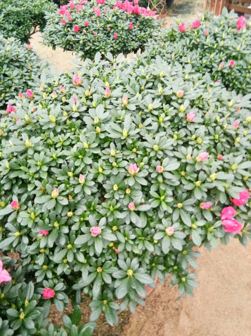 聚宝盆杜鹃花