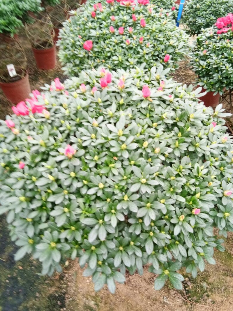 聚宝盆杜鹃花