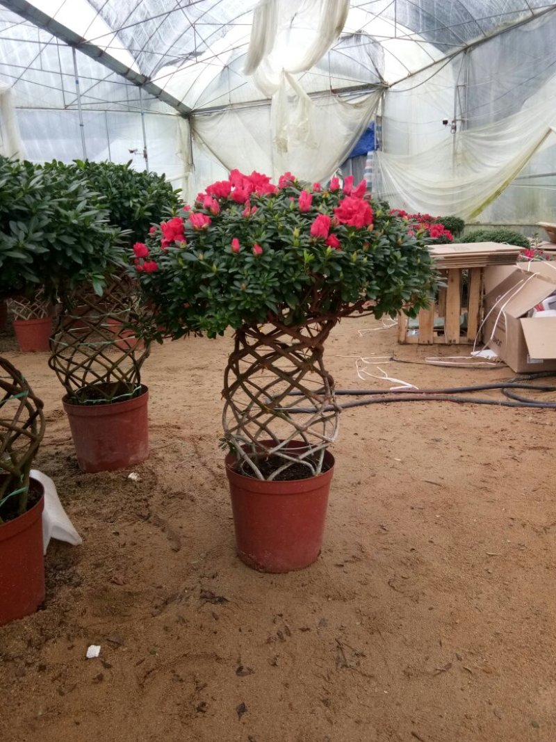 聚宝盆杜鹃花