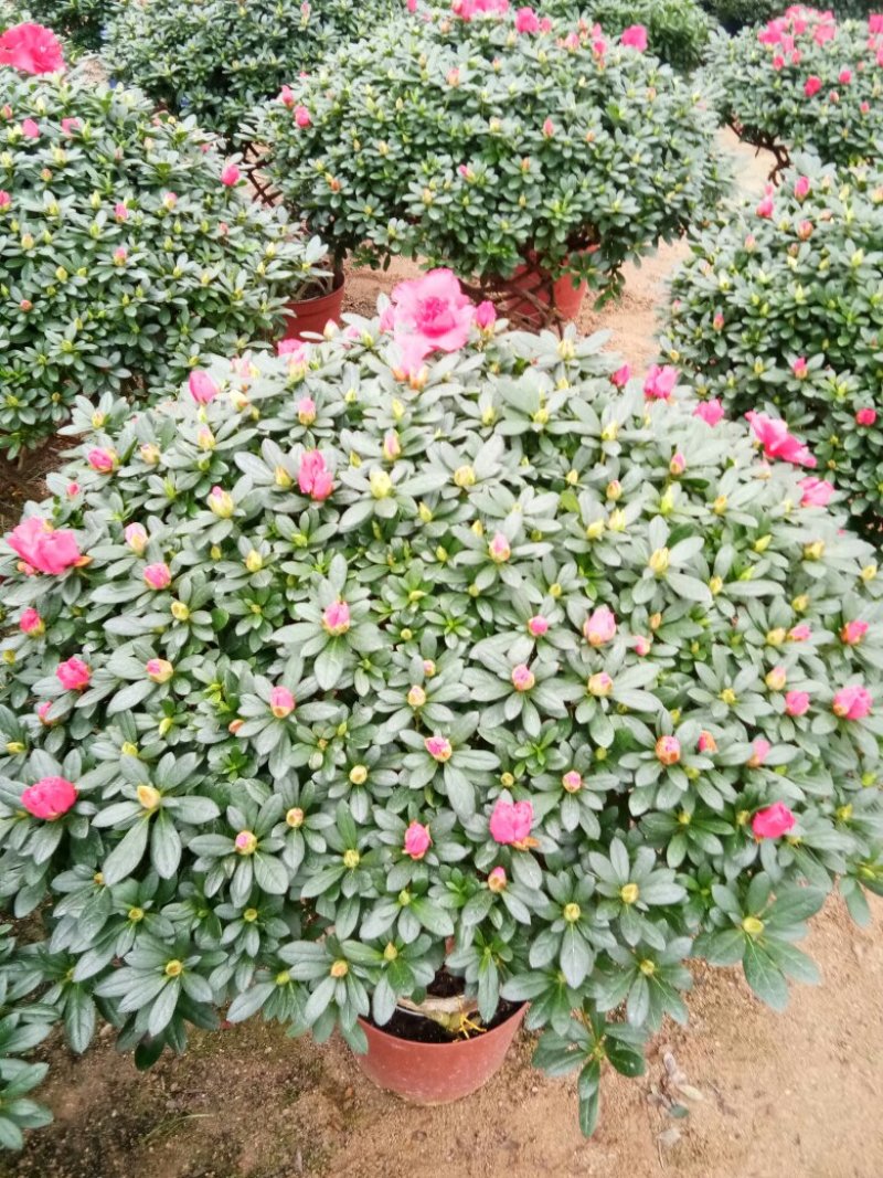 聚宝盆杜鹃花