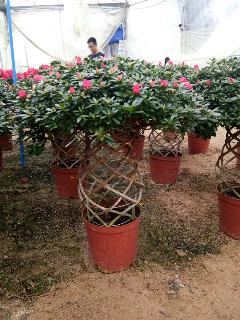 聚宝盆杜鹃花
