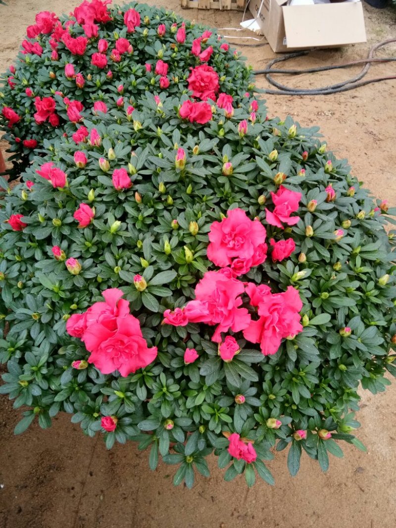 聚宝盆杜鹃花