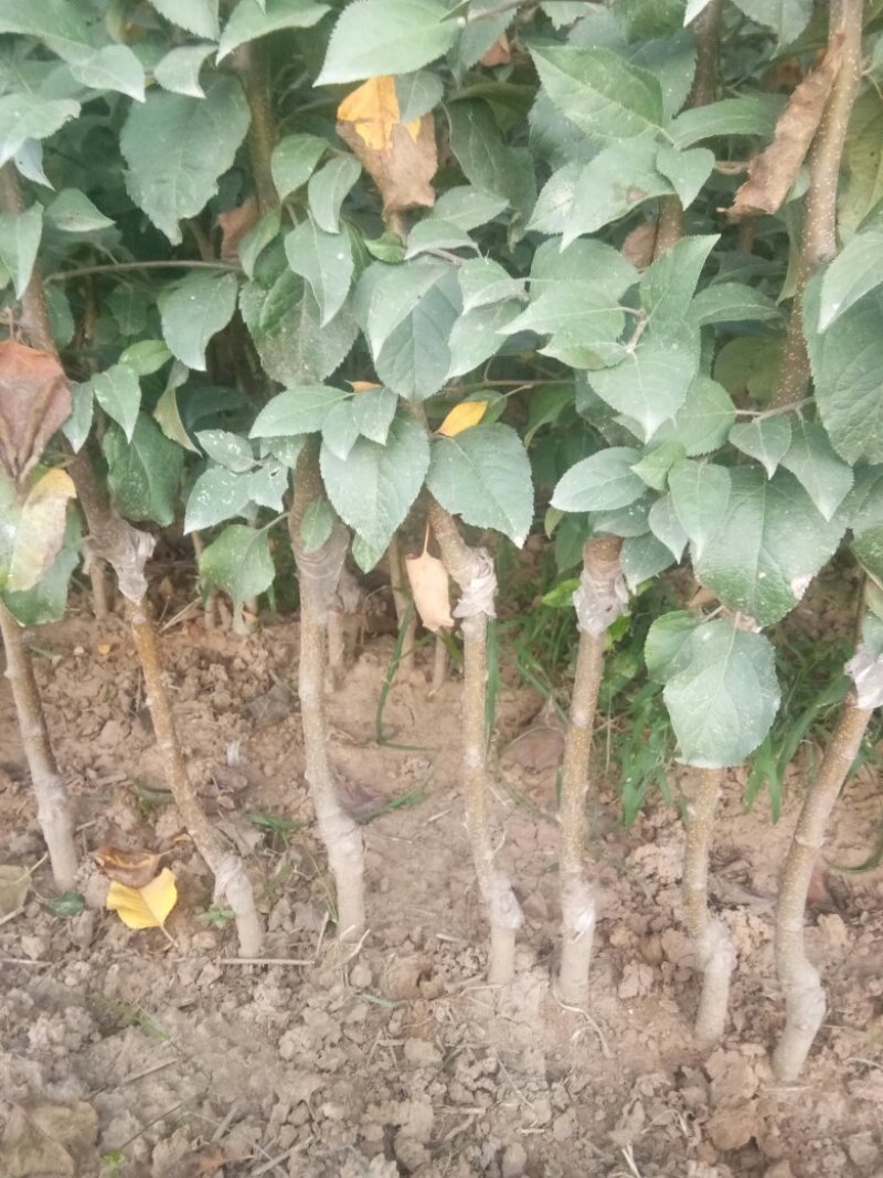 苹果树