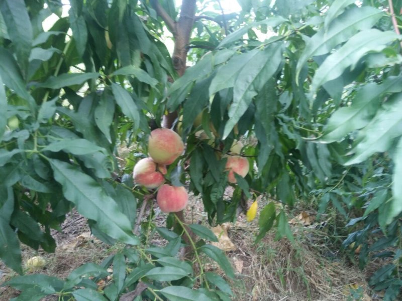 国庆红