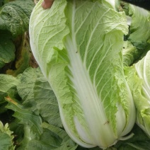 白菜黄心白菜各种品种白菜出售义和秋大量供应超市各批发市场
