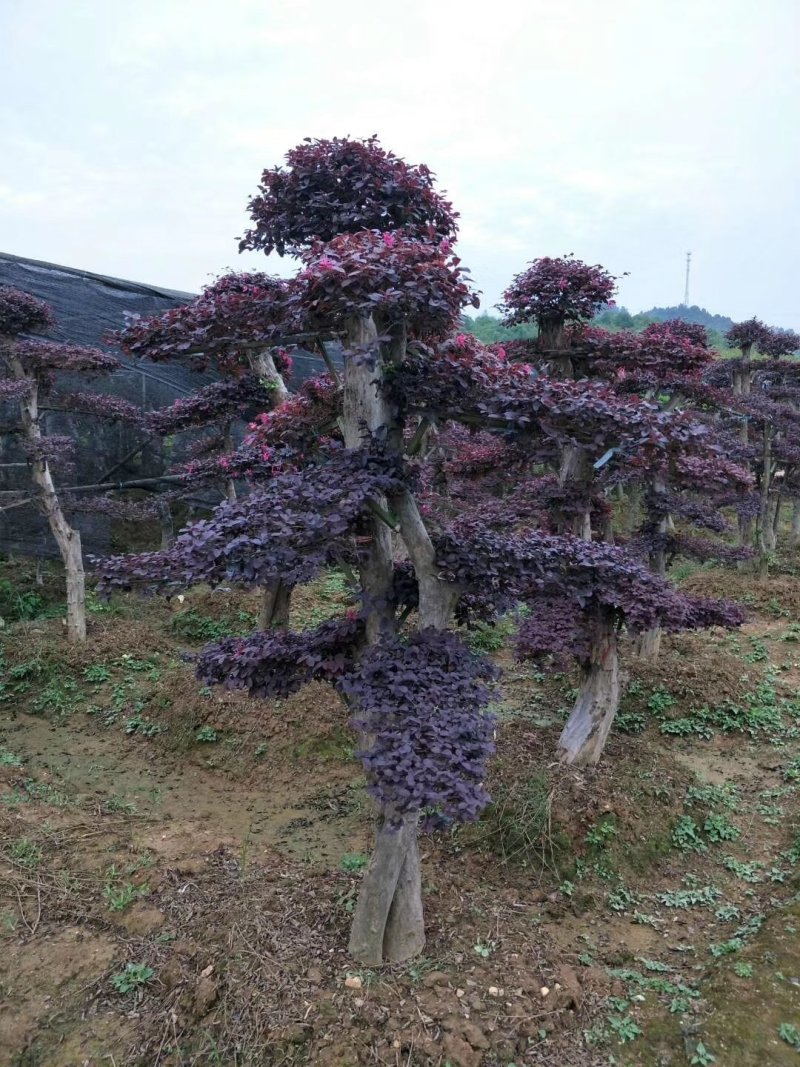 红花檵木古桩树