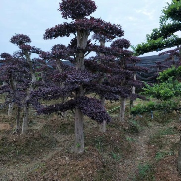 红花檵木古桩树