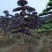 红花檵木古桩树