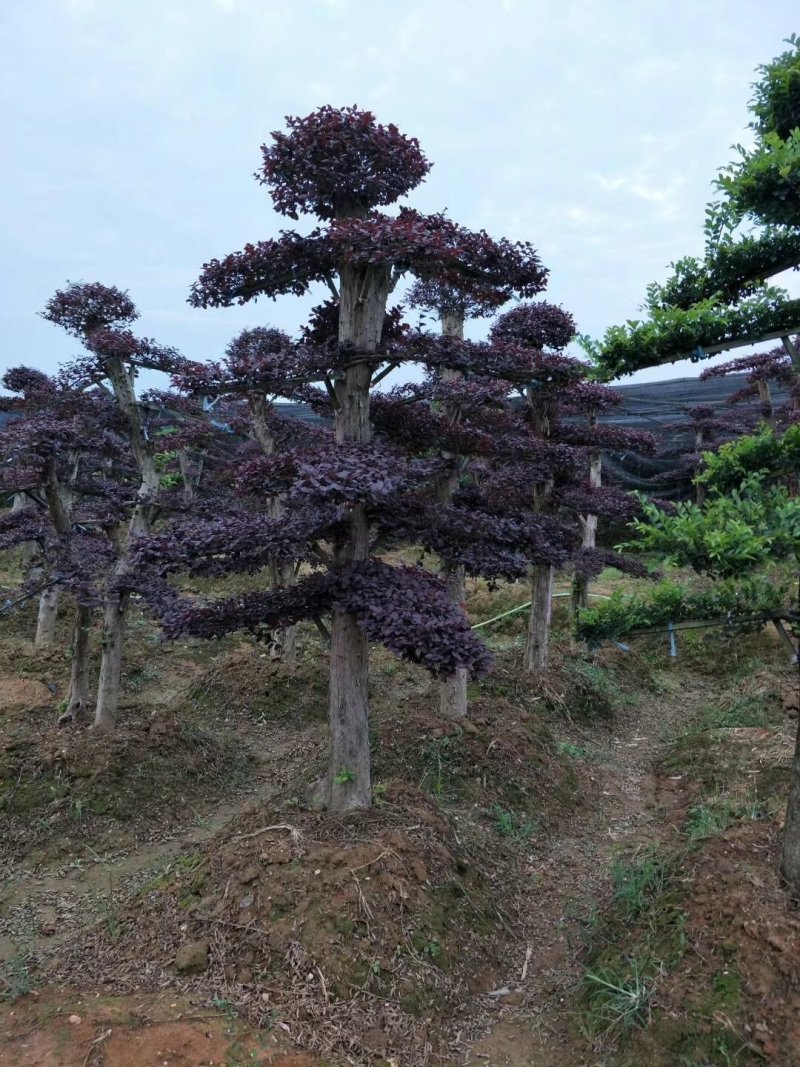 红花檵木古桩树