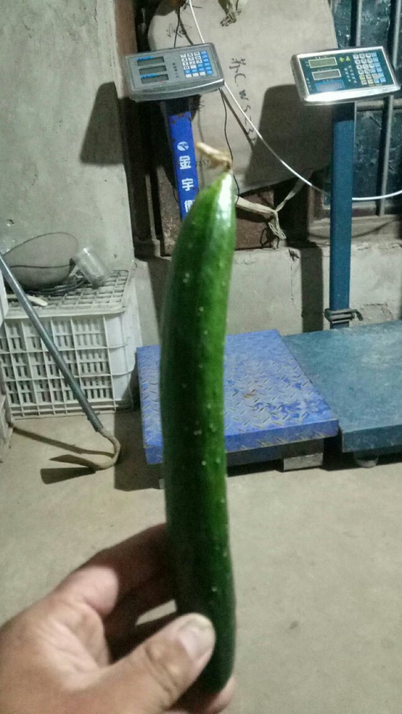 油皮小黄瓜！