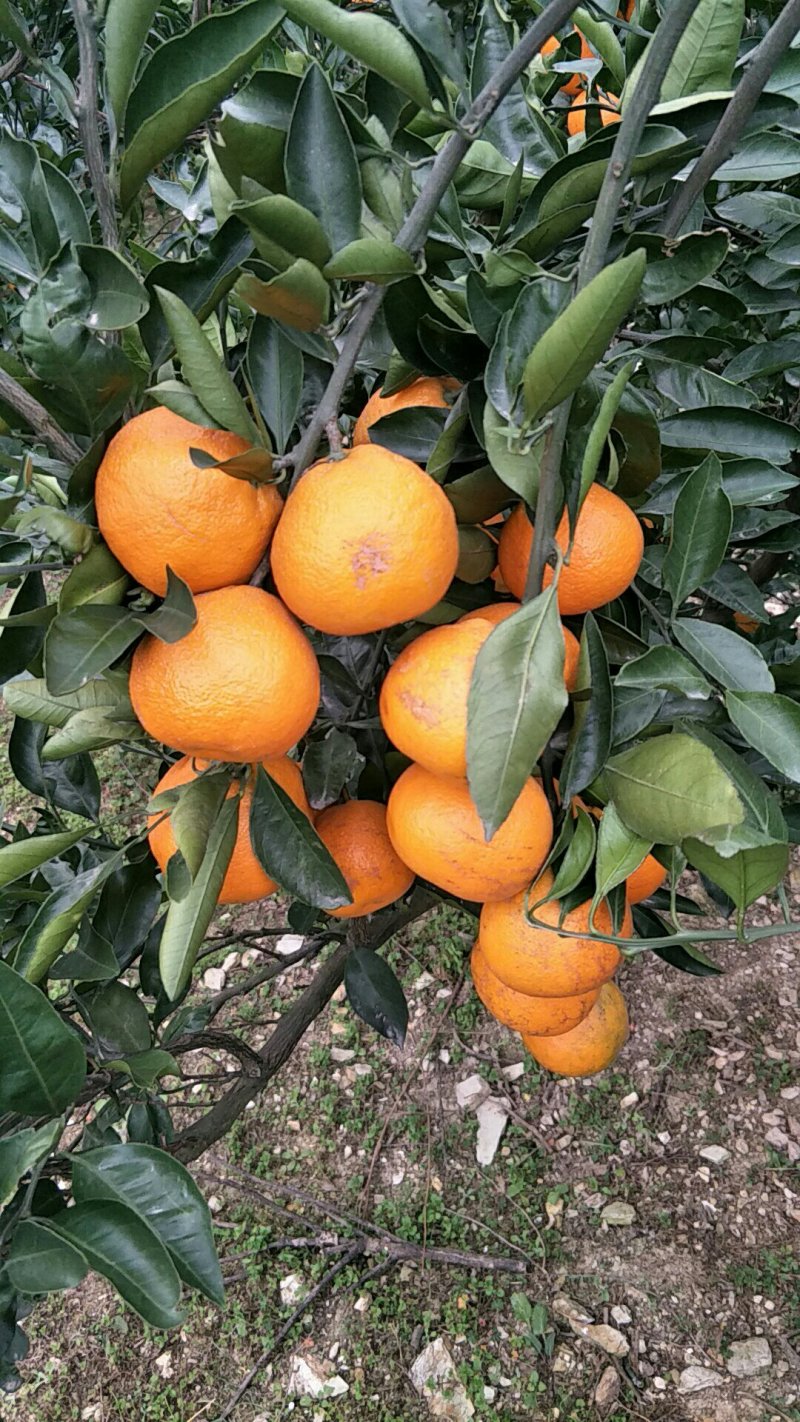 自家果园丹江口蜜橘大量成熟，价格随行就市，欢迎采购……