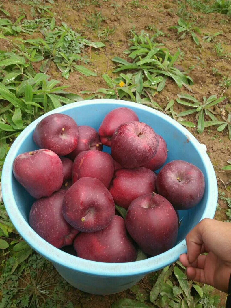 苹果精品甘肃天水花牛苹果个大甜脆专业代收诚信经营