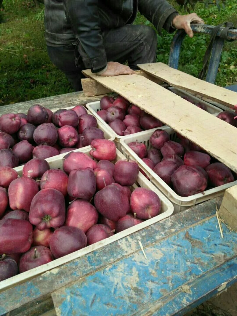 苹果精品甘肃天水花牛苹果个大甜脆专业代收诚信经营