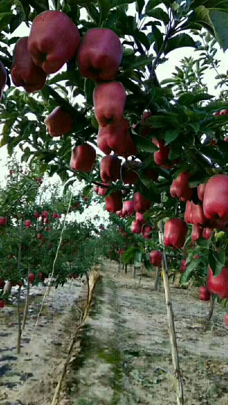 苹果精品甘肃天水花牛苹果个大甜脆专业代收诚信经营