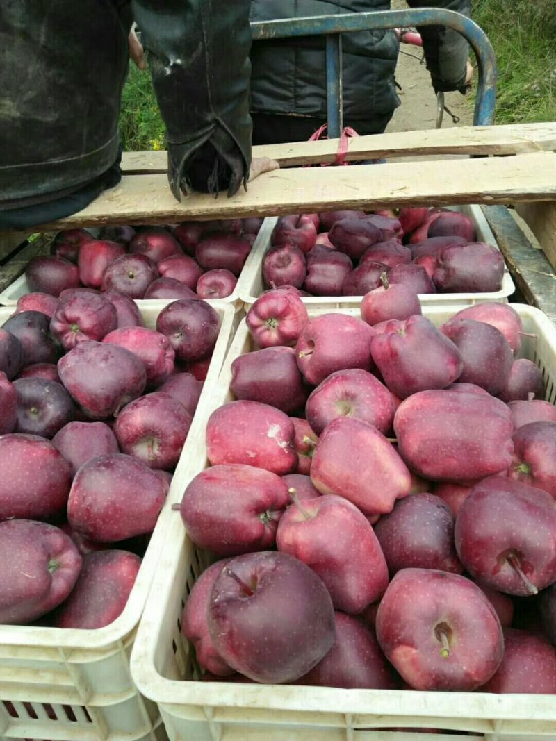 苹果精品甘肃天水花牛苹果个大甜脆专业代收诚信经营