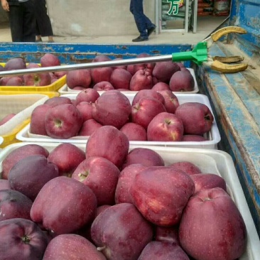 苹果精品甘肃天水花牛苹果个大甜脆专业代收诚信经营