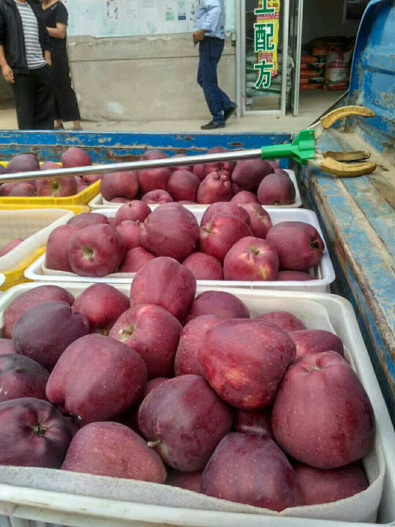 苹果精品甘肃天水花牛苹果个大甜脆专业代收诚信经营
