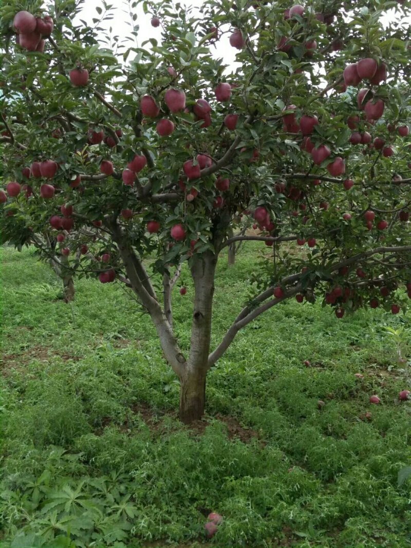 苹果精品甘肃天水花牛苹果个大甜脆专业代收诚信经营