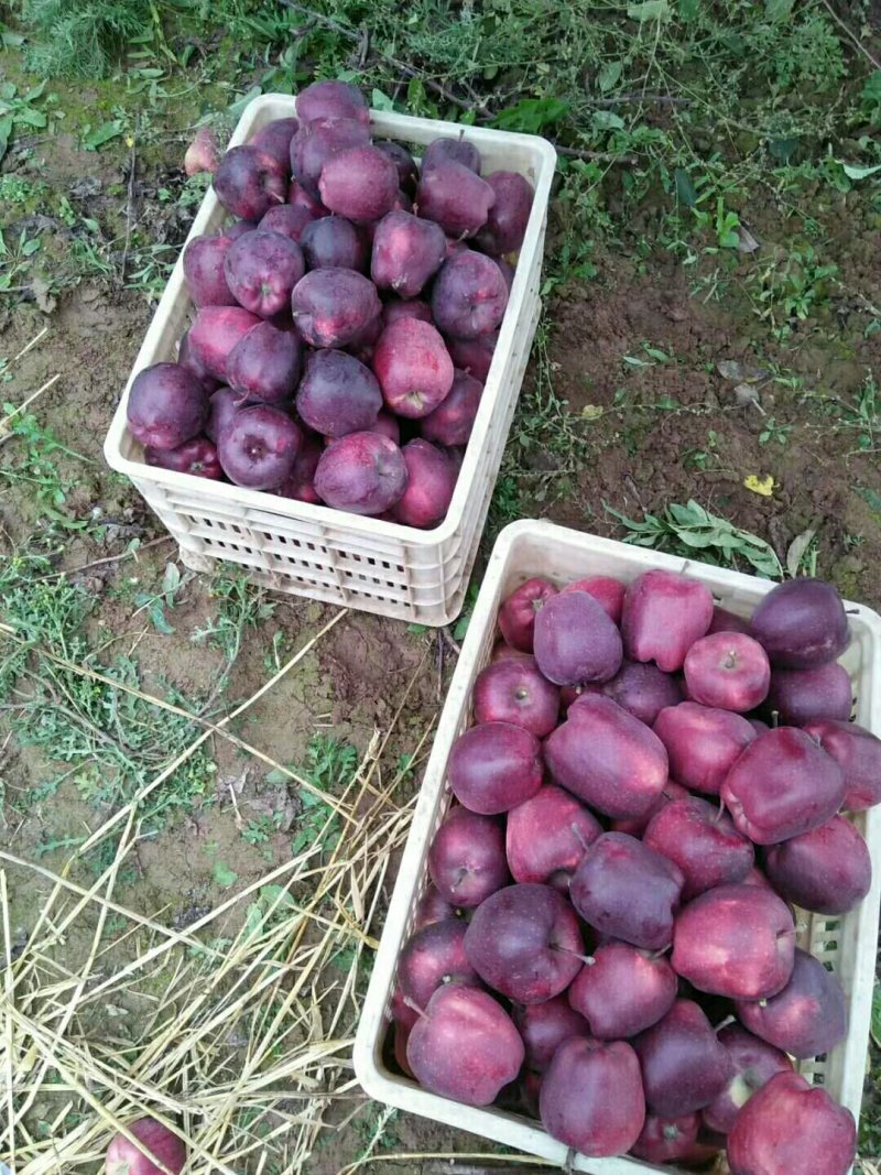 苹果精品甘肃天水花牛苹果个大甜脆专业代收诚信经营