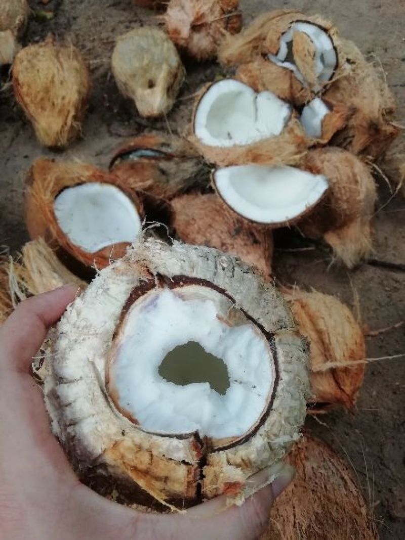 海南椰子