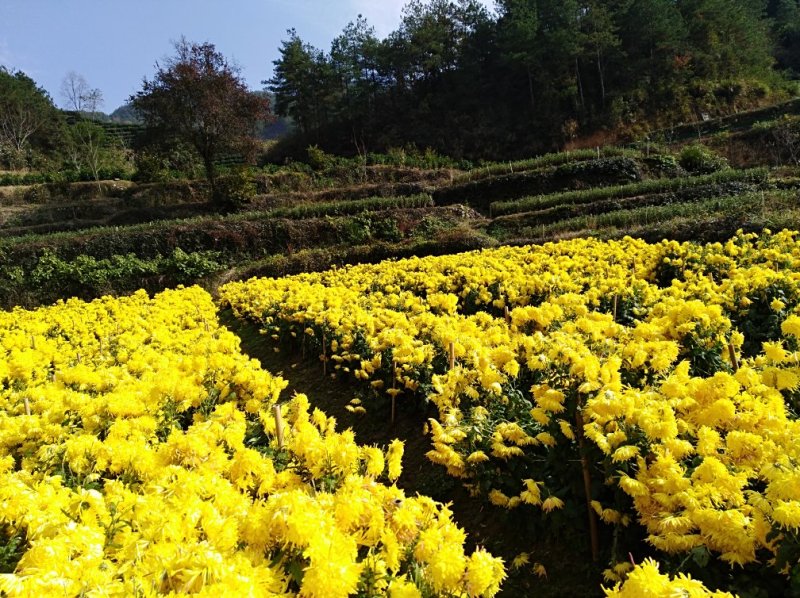 金丝皇菊，黄山产地大量批发