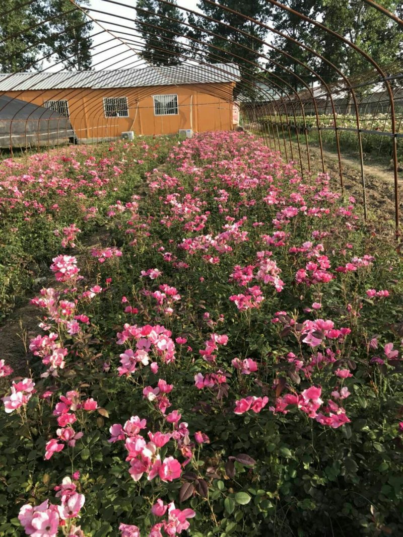 丰花月季裸根苗，灌木，藤本
