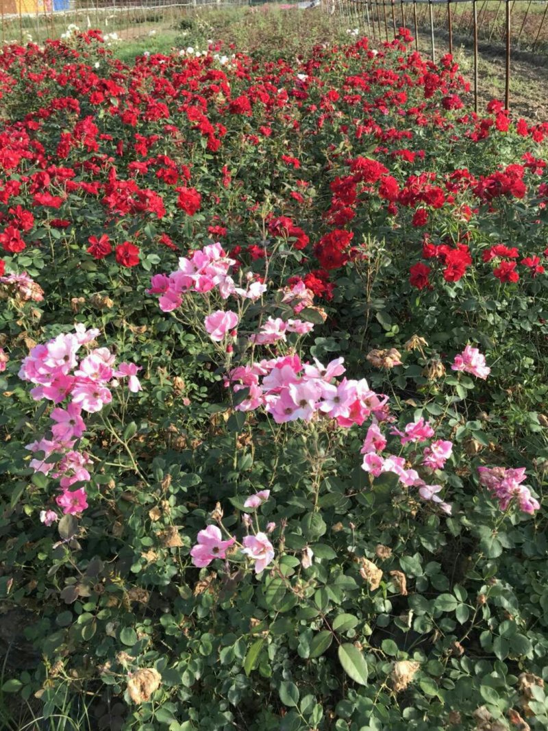 丰花月季裸根苗，灌木，藤本