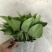 绿萝