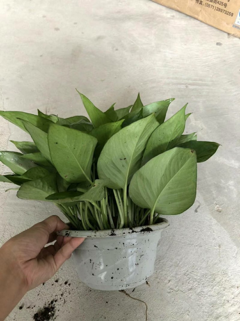 绿萝
