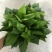 绿萝