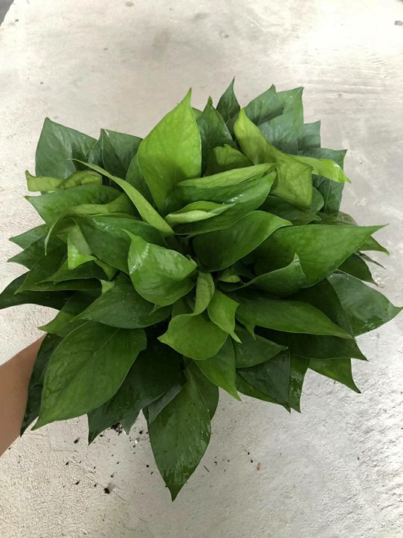 绿萝