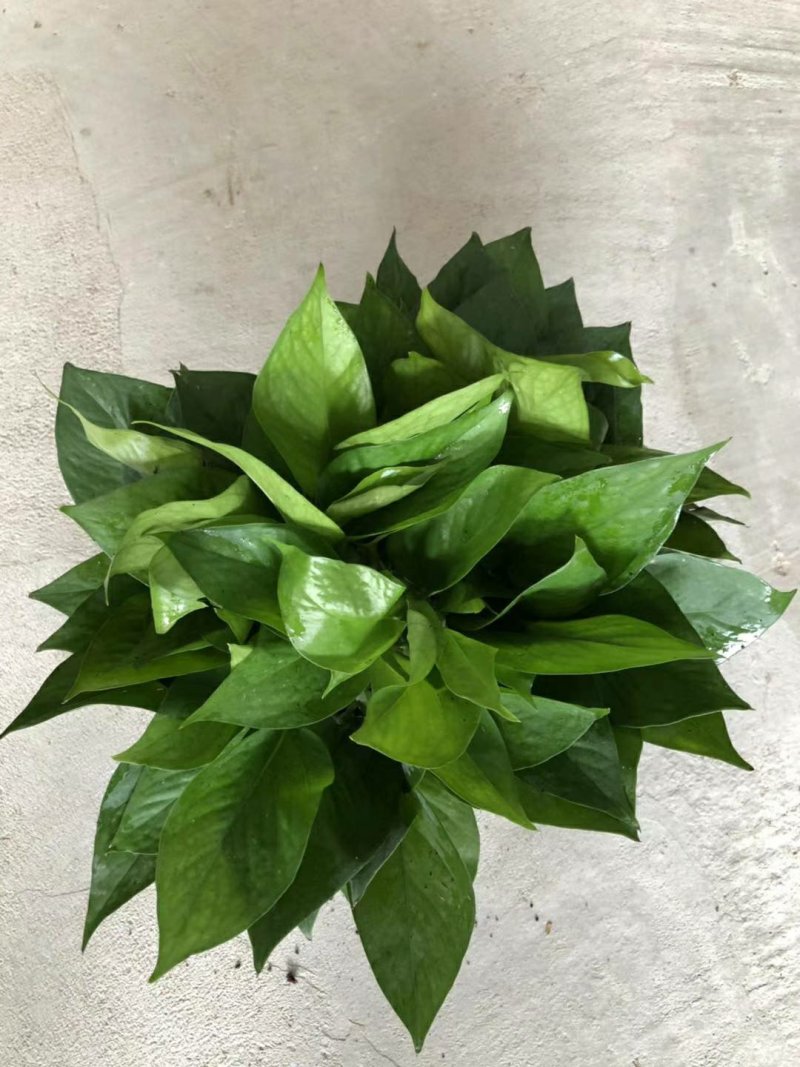 绿萝
