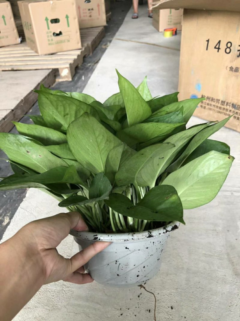 绿萝