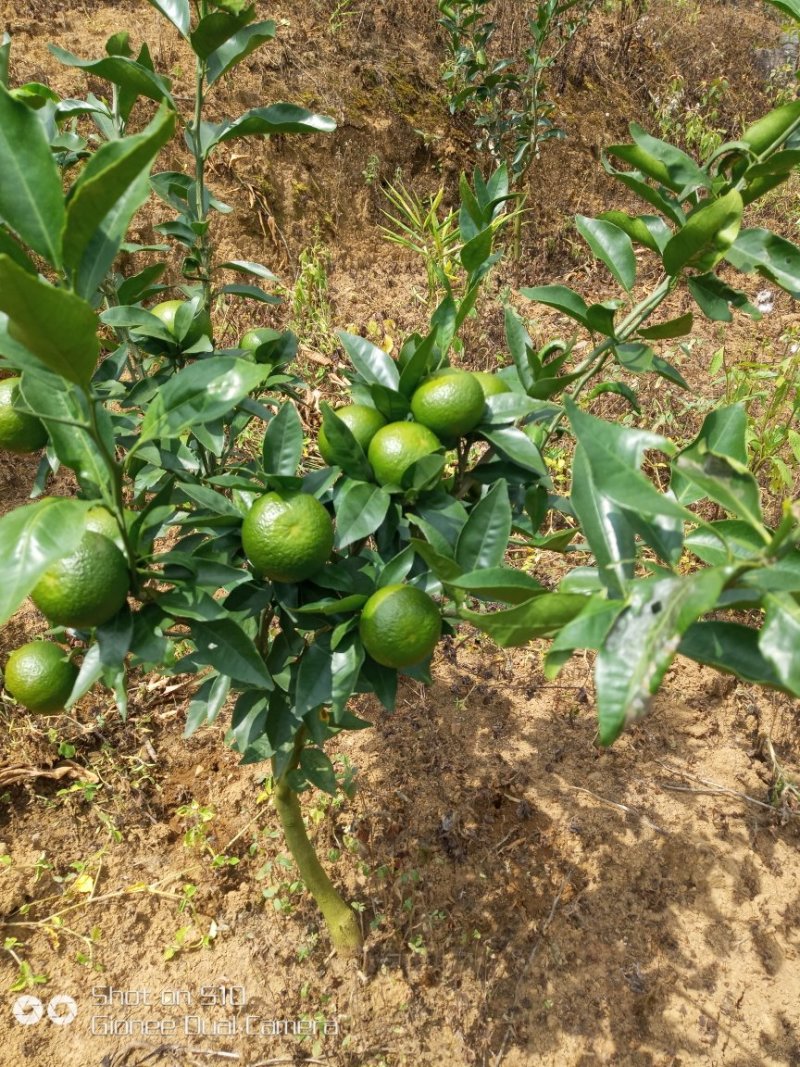 要沃柑开始预订了。