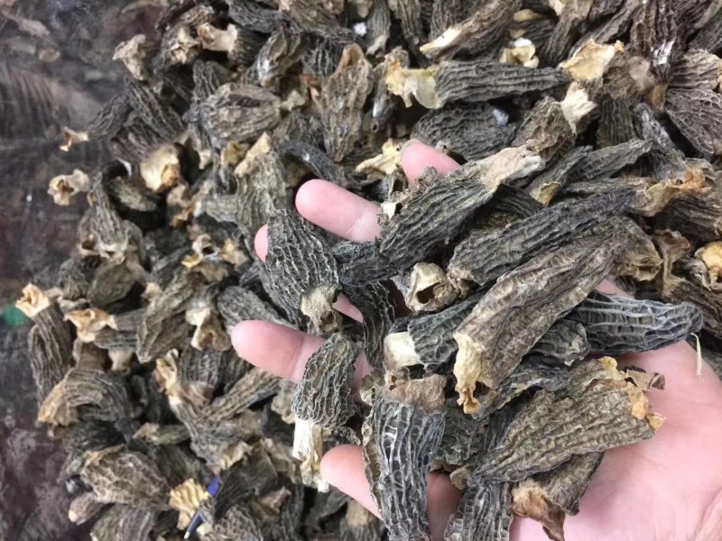 干羊肚菌，250g一盒，