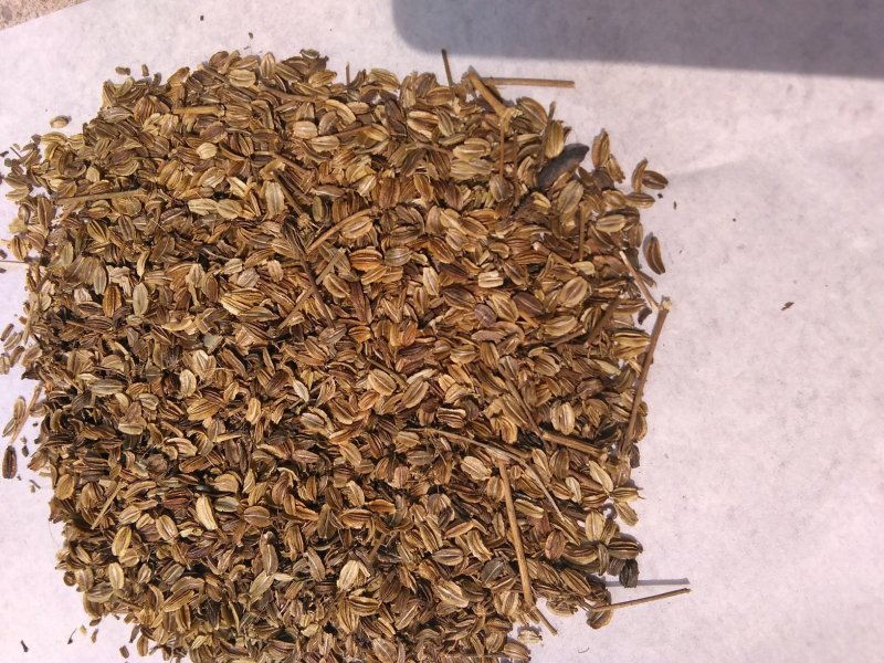 各种中药材种子。