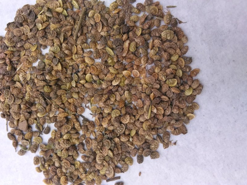 各种中药材种子。