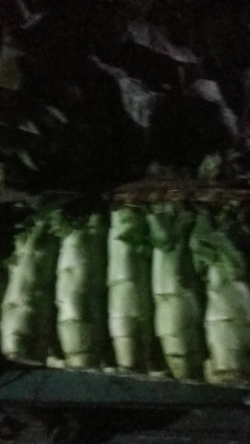 莴笋，三青，
