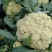 有机菜花松花散花大量供应市场超市欢迎新老客户前来采购
