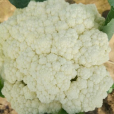 有机菜花松花散花大量供应市场超市欢迎新老客户前来采购