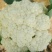 有机菜花松花散花大量供应市场超市欢迎新老客户前来采购