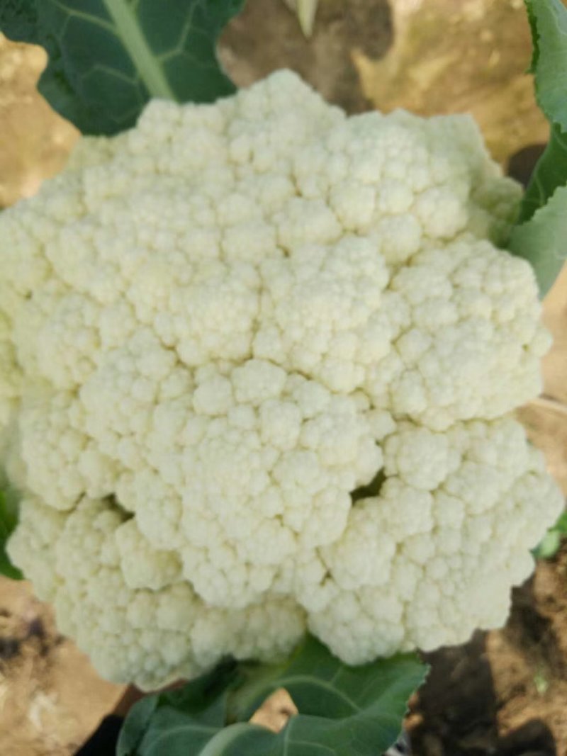 有机菜花松花散花大量供应市场超市欢迎新老客户前来采购