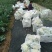 有机菜花松花散花大量供应市场超市欢迎新老客户前来采购