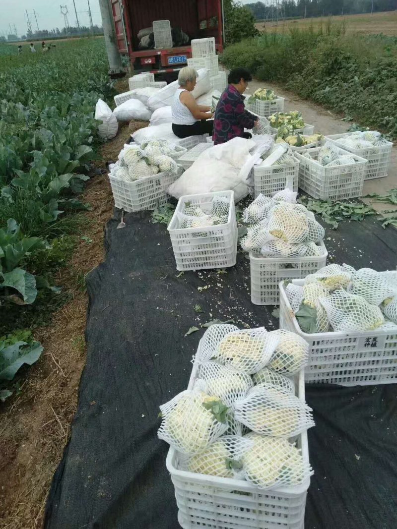 有机菜花松花散花大量供应市场超市欢迎新老客户前来采购