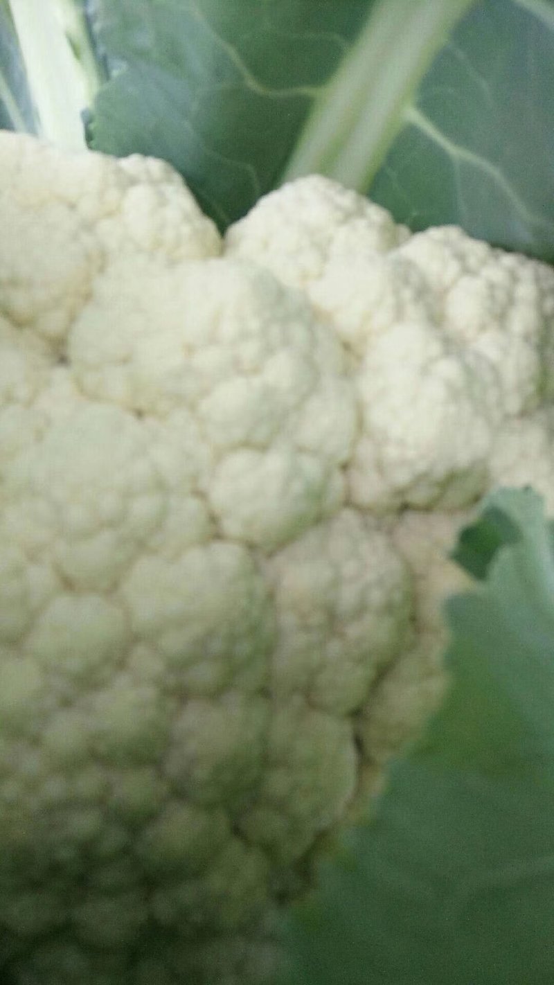 有机菜花松花散花大量供应市场超市欢迎新老客户前来采购