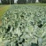 有机菜花松花散花大量供应市场超市欢迎新老客户前来采购