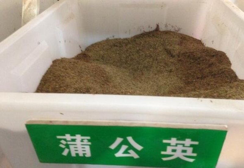 蒲公英种子新种子发芽有保证2/斤