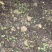 蒲公英种子新种子发芽有保证2/斤