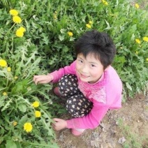 蒲公英种子新种子发芽有保证2/斤