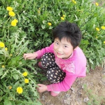 蒲公英种子新种子发芽有保证2/斤
